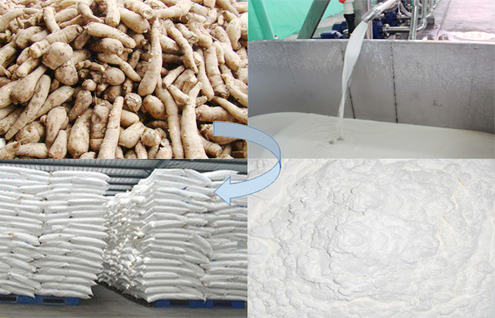 Factors influencing the yield of cassava starch and its preventive measures