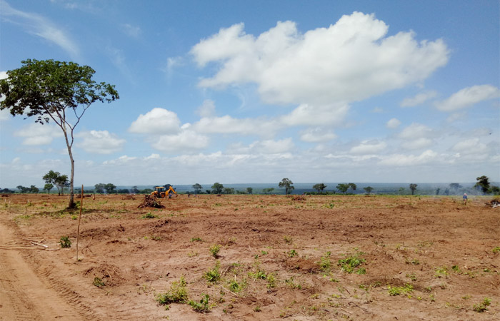 Cassava production and process in Nigeria