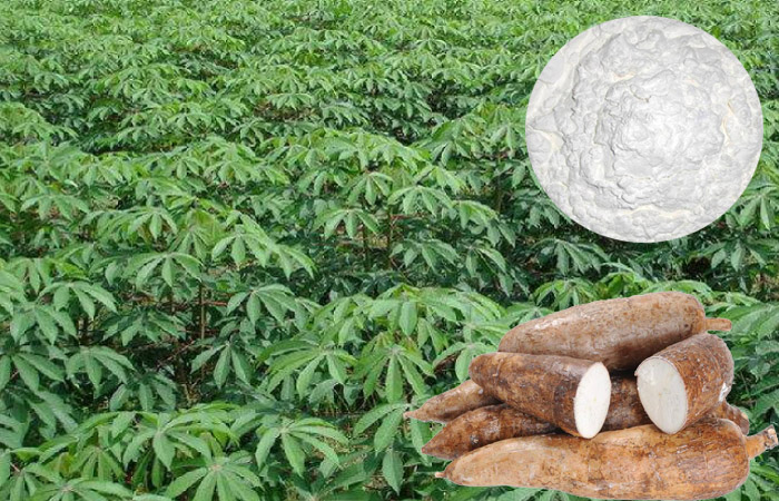 Africa cassava production and processing develop