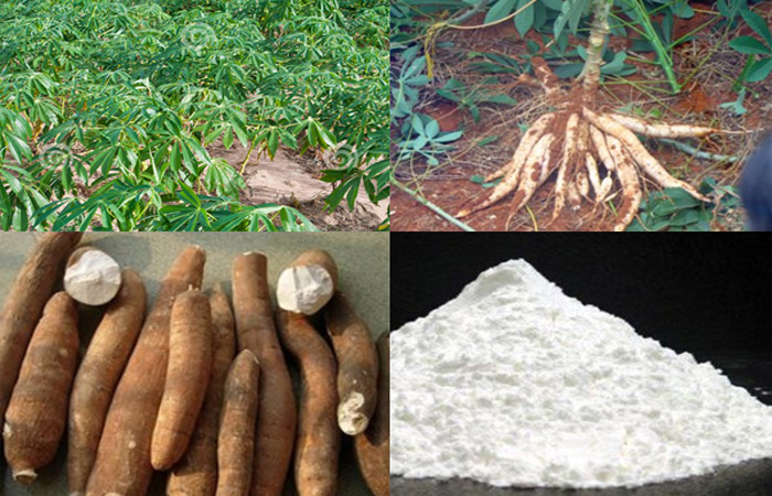 Cassava flour production in Ghana