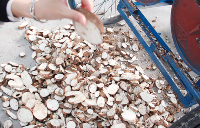 Cassava chips production in Nigeria