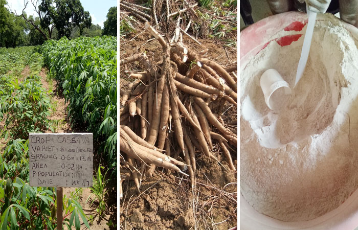 Cassava processing and preservation