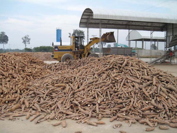 Profitability analysis of cassava processing