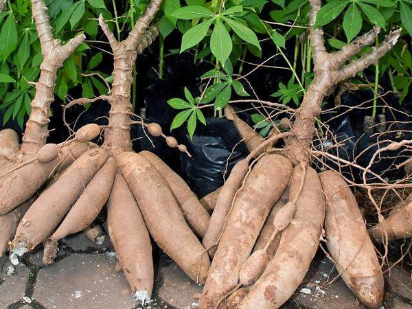 Analysis on the development status of world cassava production