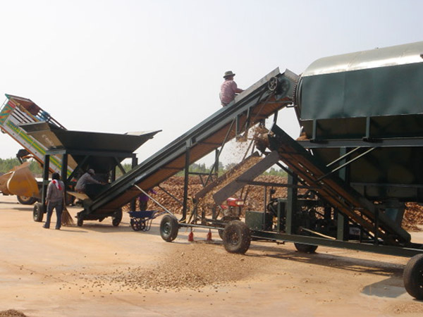 Commercial cassava production and processing