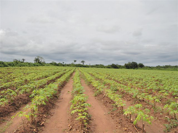 Industrial uses of cassava in Nigeria