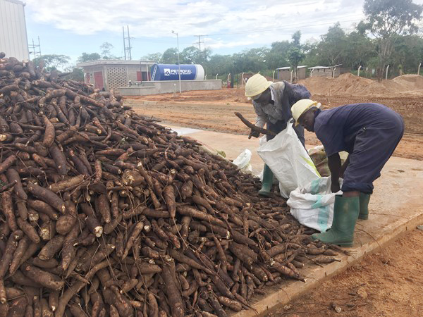 how to make cassava chips