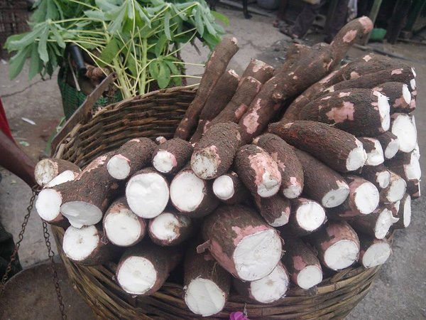 Types of cassava