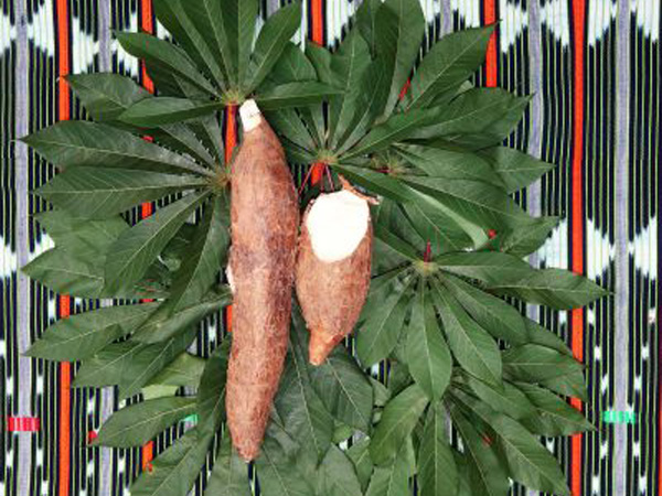What are cassava products?