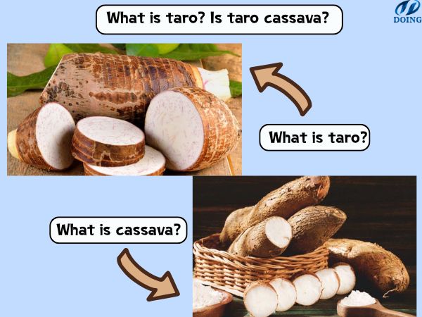 What is taro? Is taro cassava?
