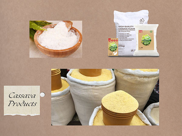 Cassava processing industry in Ondo State creates more job opportunities for locals